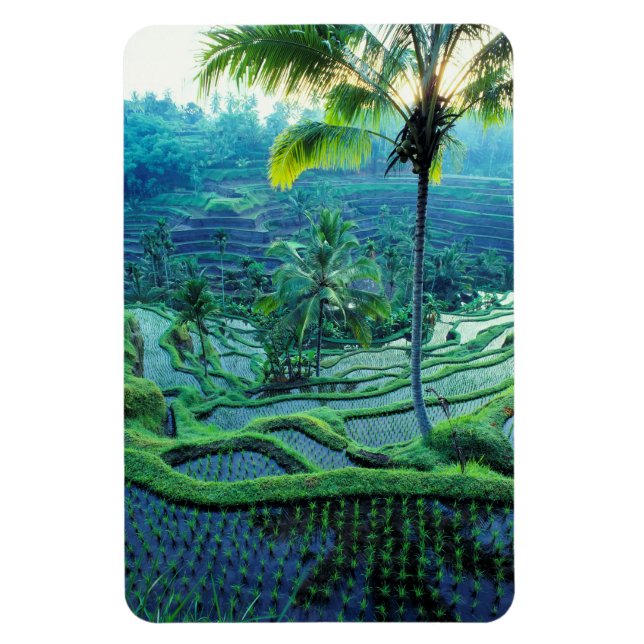 Íman Bali | Visão Geral das Terras de Arroz (Vertical)