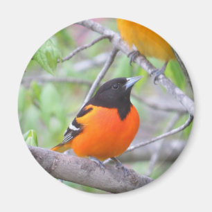 Íman Baltimore Oriole