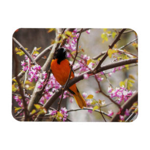 Íman Baltimore Oriole