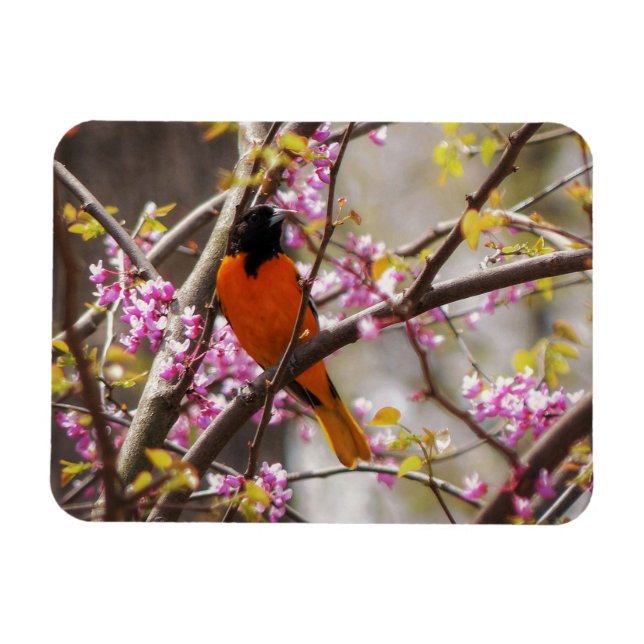 Íman Baltimore Oriole (Horizontal)