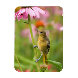 Íman Baltimore Oriole