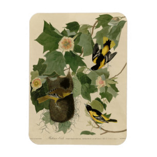 Íman Baltimore Oriole - das Aves da América de Audubon