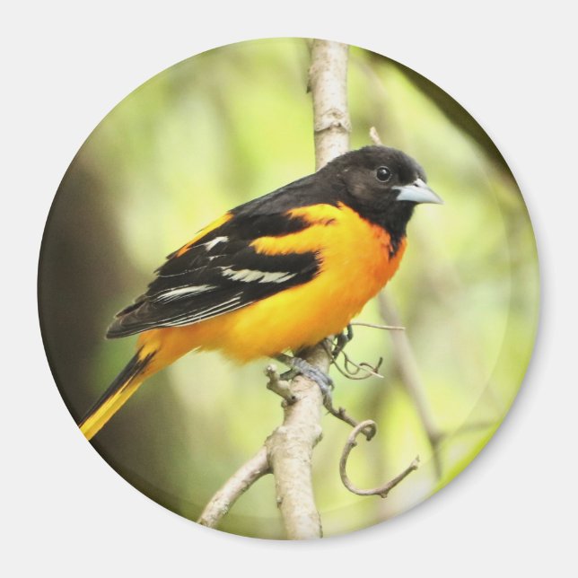 Íman Baltimore Oriole Magnet (Frente)