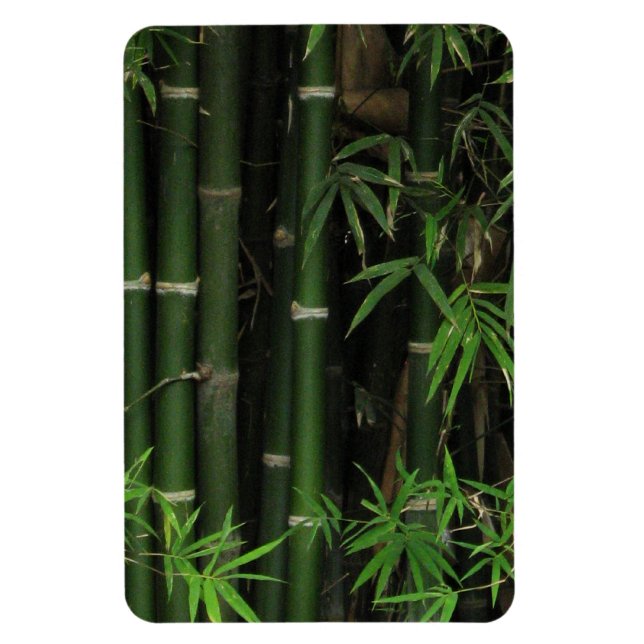 Íman Bambu... Fao Rai, Nong Khai, Isaan, Tailândia (Vertical)
