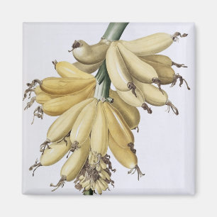 Íman Banana, 1816