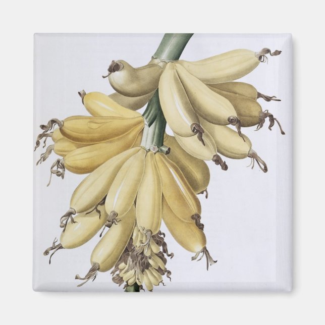 Íman Banana, 1816 (Frente)