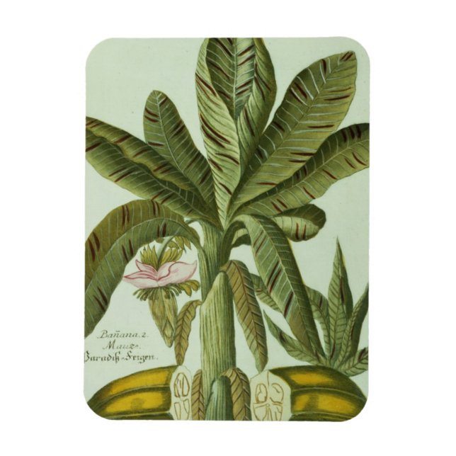 Íman Banana, da Phytanthoza Iconogri de J. Weinmann (Vertical)