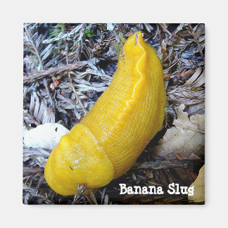 Íman Banana Slug Magnet
