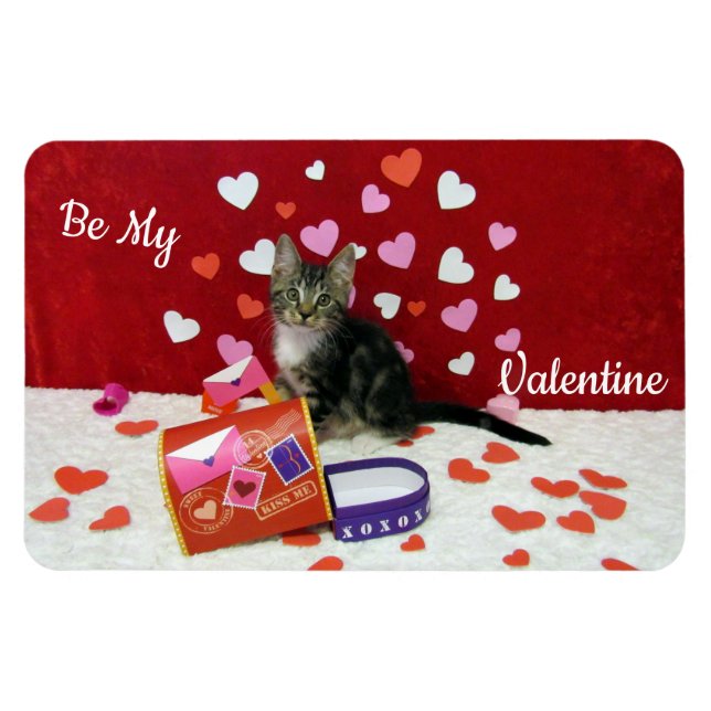 Íman Bandit's Valentine's Magnet (Cat/ Kitten) (Horizontal)