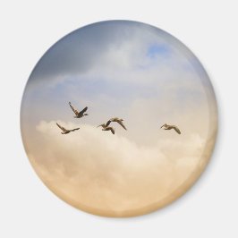 Íman Bando de Aves em Voo