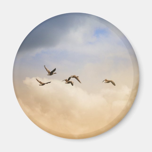 Íman Bando de Aves em Voo (Frente)