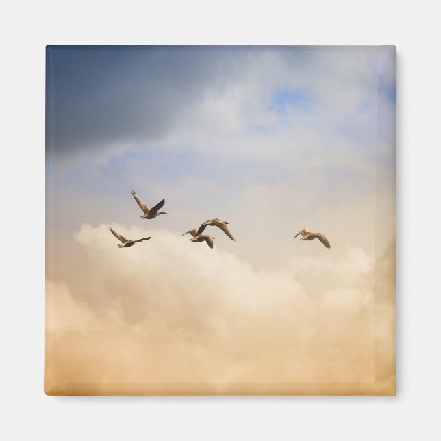 Íman Bando de Aves em Voo (Frente)