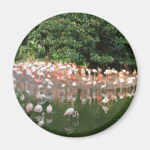 Íman bando de flamingo