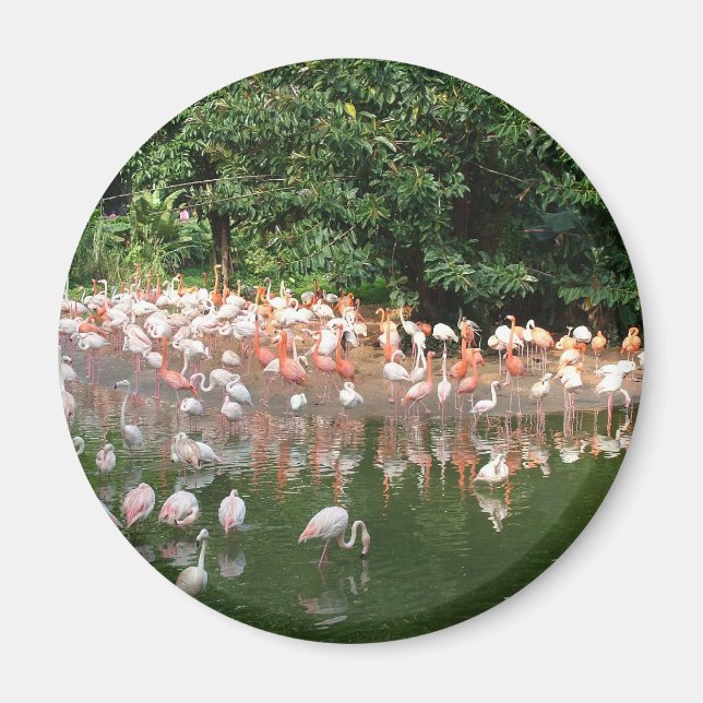 Íman bando de flamingos (Frente)