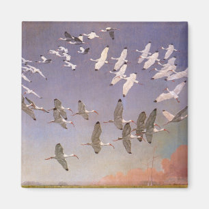 Íman Bando de Ibis sobrevoando Zonas Úmidas, Aves Vint