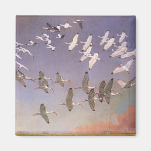 Íman Bando de Ibis sobrevoando Zonas Úmidas, Aves Vinta