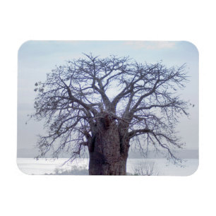Íman Baobá (Adansonia Digitata), Luanda