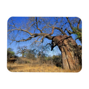 Íman Baobá (Adansonia Digitata), Parque Nacional Kruger