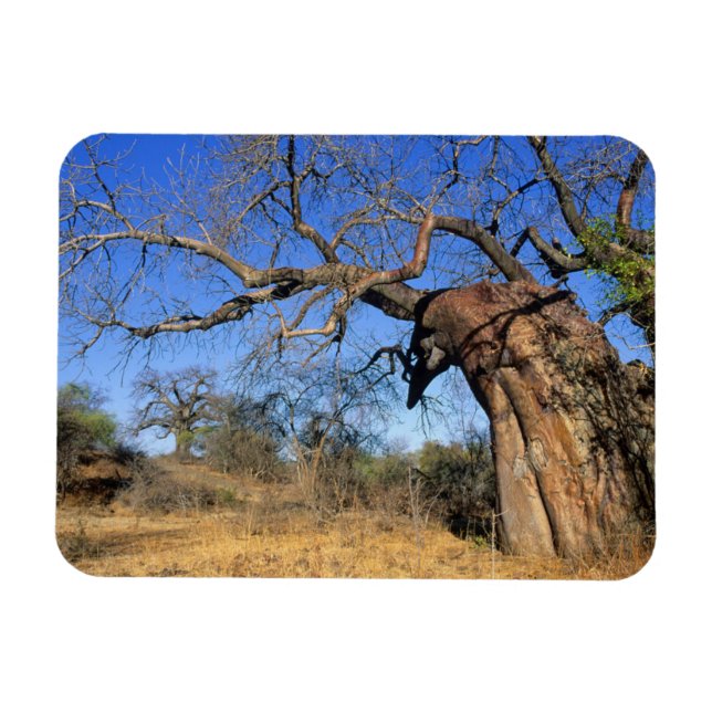 Íman Baobá (Adansonia Digitata), Parque Nacional Kruger (Horizontal)