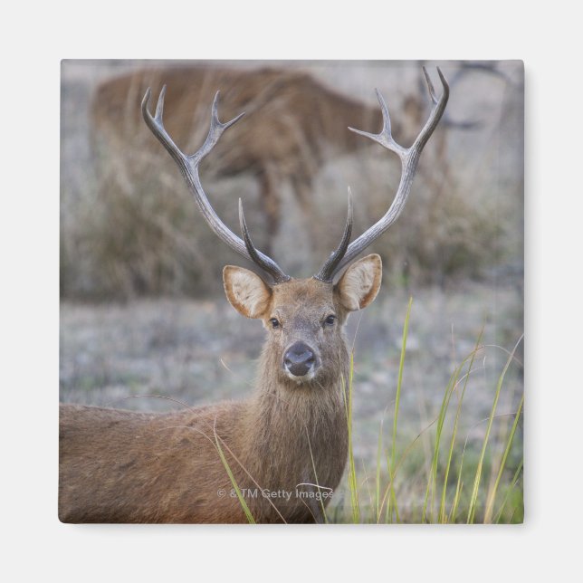 Íman Barasingha ou Barasinga (Rucervus (Frente)