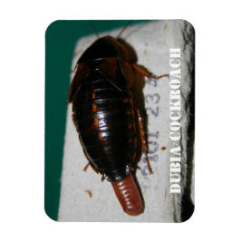 Íman Barata-fêmea Dubia com saco de ovo