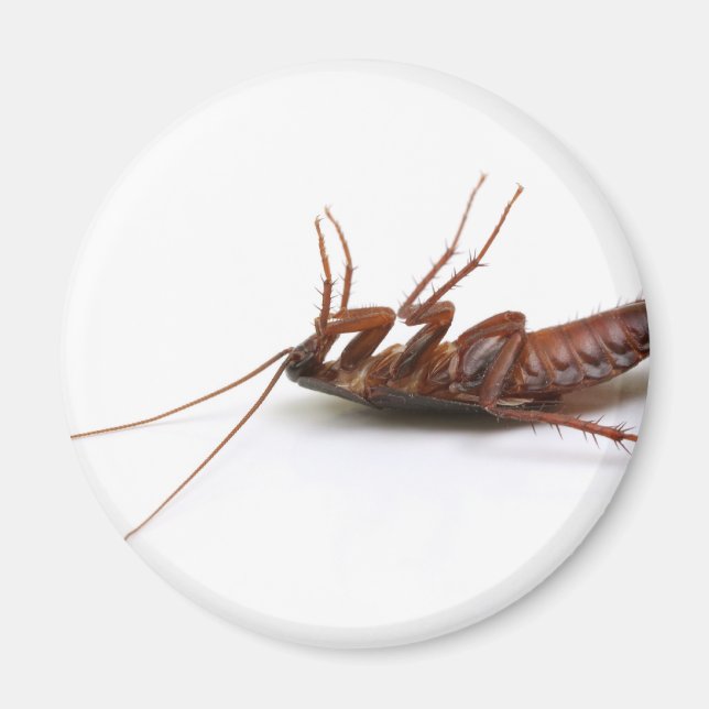 Íman barata morto (Frente)