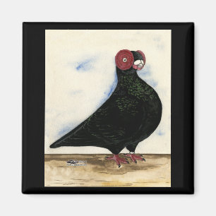 Íman Barb Pigeon Watercolor