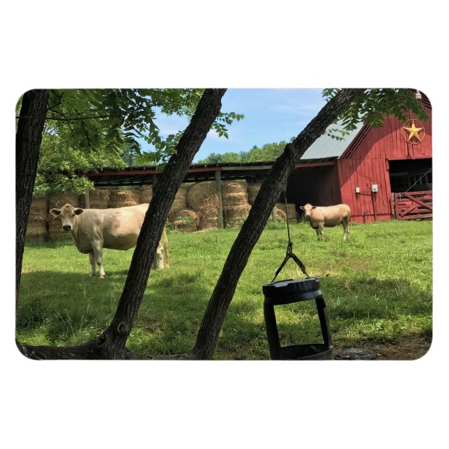 Íman Barn & Cows, Rural North Carolina Canvas Print (Horizontal)