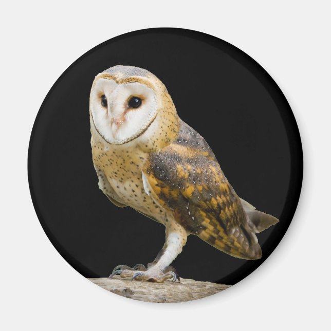 Íman Barn Owl (Frente)