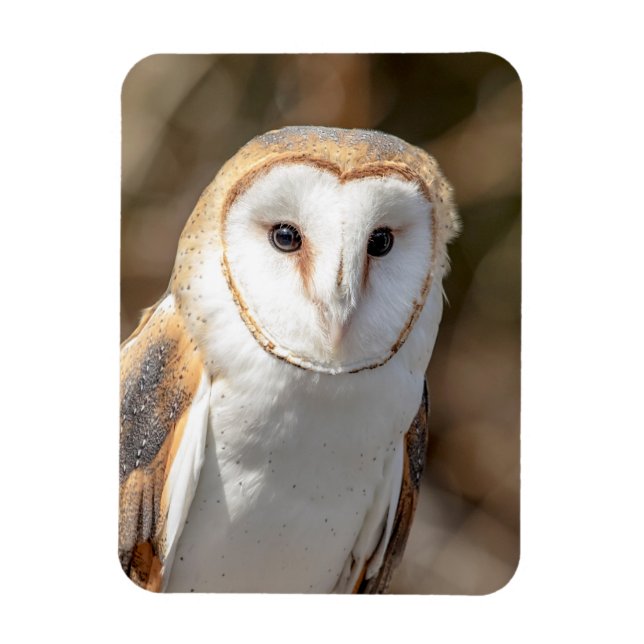 Íman Barn Owl (Vertical)