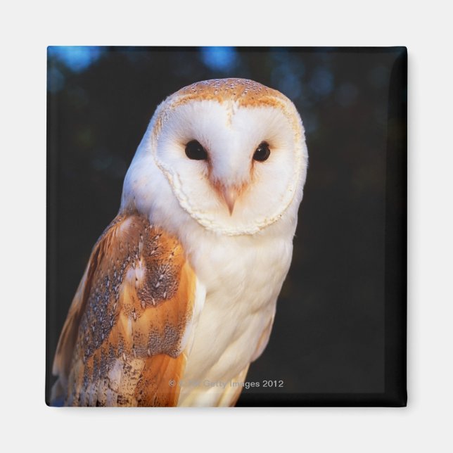 Íman Barn Owl 2 (Frente)