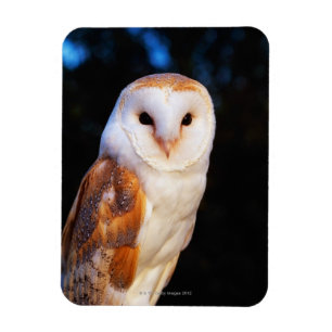 Íman Barn Owl 2