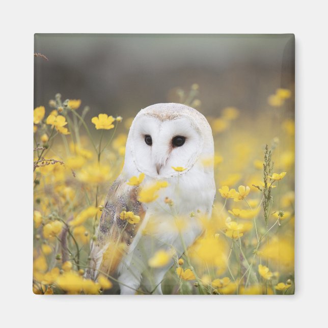 Íman Barn Owl Em Meadow Magnet (Frente)