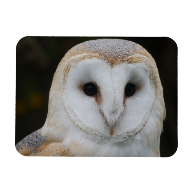 Íman Barn Owl Magnet (Horizontal)