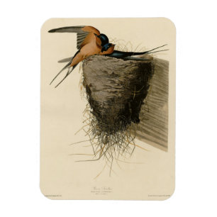 Íman Barn Swallow from Audubon's Birds of America