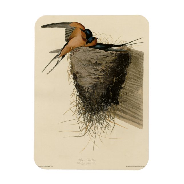 Íman Barn Swallow from Audubon's Birds of America (Vertical)
