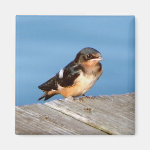 Íman Barn Swallow magnet