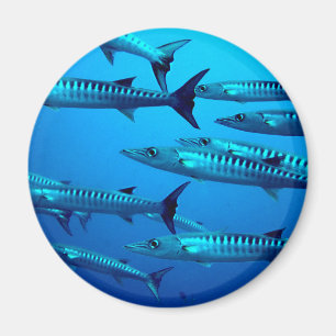 Íman barracuda mergulho mar profundo água oceano tropic