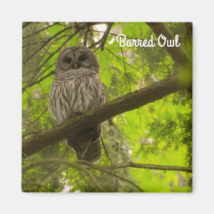 Íman Barred Owl
