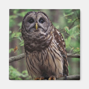 Íman Barred Owl