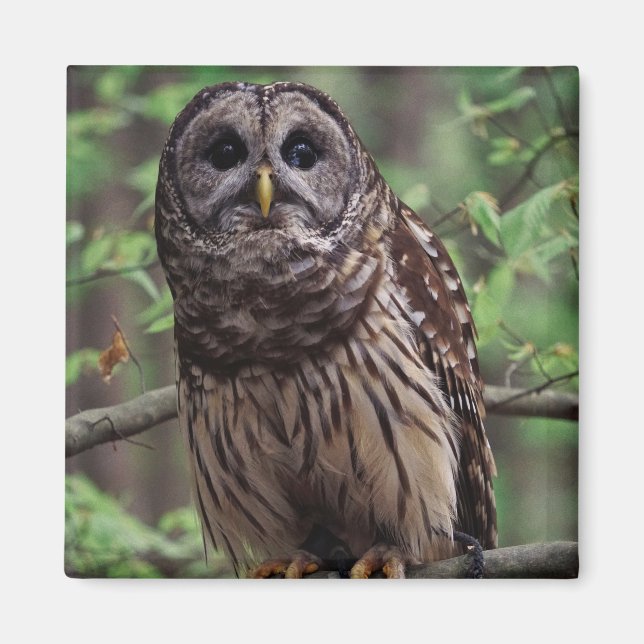 Íman Barred Owl (Frente)