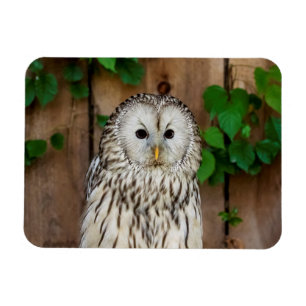 Íman Barred Owl