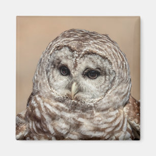 Íman Barred Owl