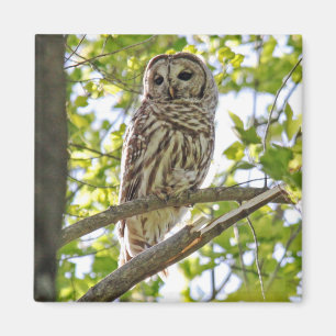Íman Barred Owl