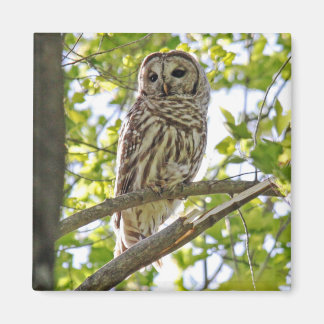 Íman Barred Owl