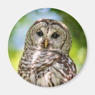 Íman Barred Owl