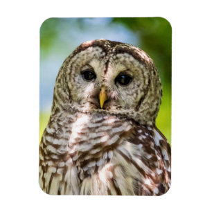 Íman Barred Owl