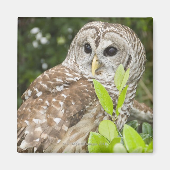 Íman Barred Owl (Frente)