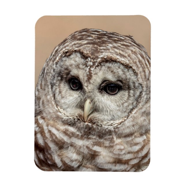 Íman Barred Owl (Vertical)