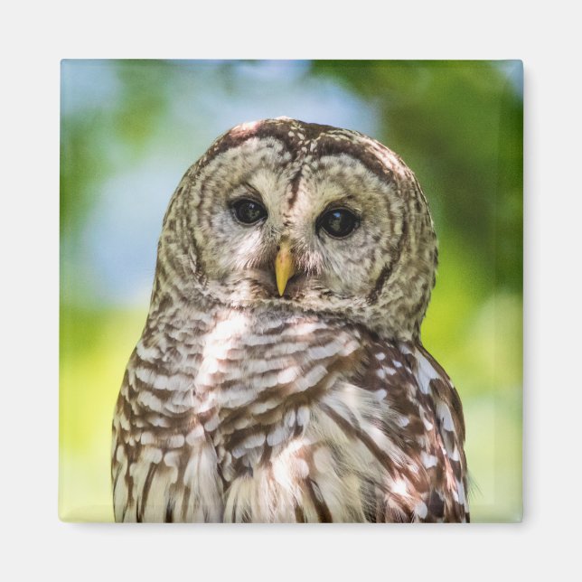 Íman Barred Owl (Frente)